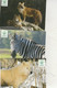 Zoo Thoiry 2020    Serie De 7 Animaux     3 SCAN MINT - Löwen