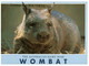 (R 11) Australia - Hairy Nose Wombat - Great Barrier Reef