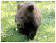 (R 11) Australia - Common Wombat (11BA862) - Great Barrier Reef