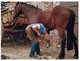 (R 13) Australia - SA - Hahndorf (shoeing A Horse) (67) - Sonstige & Ohne Zuordnung