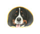 Bernese Dog Hand Painted On A Smooth Beach Stone Paperweight - Paper-weights