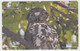 Delcampe - BIRD OWL 12 PUZZLES OF 48 CARDS - Búhos, Lechuza