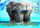 Zoo   Granby  Amazoo Parc Aquatique Yoplait  Lunette Soleil   Elephant - Olifanten