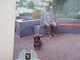 Postcard Dog Teckel Dackel Dachshund Pryluky City - Cani