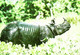 Rhinoceros - Neushoorn