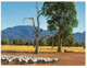 (S 1) Australia - NSW - Australian Sheep Farming - Outback