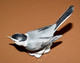 Goebel Porcelain Bird Wagtail - Oiseau Porcelaine Goebel Bergeronnette Grise - Hummel (DEU)