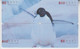 Delcampe - BIRD PINGUIN 20 PUZZLES OF 80 CARDS - Pinguini