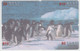 Delcampe - BIRD PINGUIN 20 PUZZLES OF 80 CARDS - Pinguïns & Vetganzen
