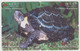ISRAEL TURTLE TORTOISE 2 PUZZLES OF 8 CARDS - Schildpadden