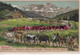 SUISSE- SENTUM- ALPFAHRR - DEPART POUR LES ALPES  AWAY TO THE ALPS -MAGIFIQUE CARTE GAUFREE - Sent