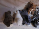 Vintage - 6 Mini Peluches - Âne écureuil Zèbre Panthère Noire Phoque Morse - Knuffels