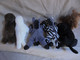 Delcampe - Vintage - 6 Mini Peluches - Âne écureuil Zèbre Panthère Noire Phoque Morse - Knuffels