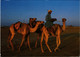 PC CPA SULTANATE OF OMAN, CAMEL RIDER, REAL PHOTO POSTCARD (b16345) - Oman