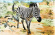 CPSM  Zèbre - Zebras