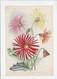 3 Prenten / Images De Fleurs - La Tribune Horticole - 1907 / 1909 - Fleurs