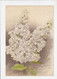 3 Prenten / Images De Fleurs - La Tribune Horticole - 1907 / 1909 - Fleurs