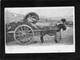 - ROMA - Costumi Romani - Carro Da Vino Transport   Tonneaux  Vins CPA Année1906 - Transport