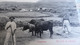 Spain / Espagne : Campesinos  Sta Cruz De Tenerife  -Mson Alexandre édit. - Tenerife