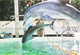 CPSM //   Dauphin Dolphin Jean Richard Richard Decker - Dauphins