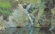 Postcard Furnace Falls Nr Machynlleth My Ref B14168 - Cardiganshire