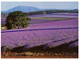 (U 1) Australia - TAS - Nabowla Lavender Field (T23) - Other & Unclassified