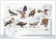 UKRAINE/UKRAINA 2020 MI. 1902B/09B** , YVERT Bl.170B Fauna. Birds Of Prey (imperf) - Ukraine