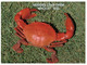 (U 11) Australia - QLD - Mackay Mud Crab (W983) - Mackay / Whitsundays