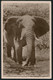 1937 South Africa. Murchison Falls Uganda Elephant Postcard. Empire Exhibition Johannesburg First Day Airmail - Luftpost