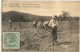 CONGO BELGA ENTERO POSTAL STATIONERY CARD PATATA POTATO AGROCULTURA ALIMENTACION - Agriculture