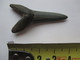 LOT 3 DENTS DE REQUIN FOSSILISE (4 Vues) - Fossiles