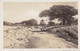 ARUBA REAL PHOTO POSTCARD RPPC BRIDGE RIVER AND LANDSCAPE - Aruba