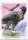 ANDORRE FRANCAIS CARTE MAXIMUM DU N°219 AIGLE ROYAL DES..... AVEC OBLITERATION 1er JOUR ANDORRE-LA-VIEILLE 27 MAI 1972 - Cartes-Maximum (CM)