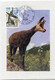 ANDORRE FRANCAIS CARTE MAXIMUM DU N°274 ISARD AVEC OBLITERATION 1er JOUR PRINCIPAT D'ANDORRA 24-3-1979 - Maximum Cards