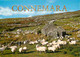 Irlande - Galway - Paturages - Moutons - Ireland - CPM - Voir Scans Recto-Verso - Galway