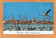 Bonaire Old Postcard - Bonaire