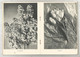 Photographie, Documents Photographiques , MIEUX VIVRE , LES FLEURS, N° 10 , 1937,  Frais Fr 2.25 E - Photographie