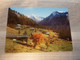 Klosters - Canton Des Grisons - Editions Schmels - Année 1994 - - Klosters