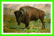 YELLOWSTONE, WY - BUFFALO, AMERICAN BISON  - YELLOWSTONE PARK - PUB. BY J. E. HAYNES - - Yellowstone