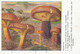 Champignons Paxille Omphale  Terramycine Cortisone Massy   Pub Pharmacie  Clin Colmar Pfizer . Mushrooms . - Pilze