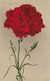 Red Carnation Flower , 00-10s - Flores