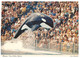 (W 20)  Orca - Orque (with US Stamp) At Sea World - Fische Und Schaltiere