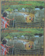 Swaziland - Swazitelecom - Cultural Village, 2 Cn. Variants (Short, Long) Exp.03.2001, 20E, Used - Swaziland