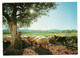 Agriculture--élevage-près Bethléhem--Israel-1969--Le Berger Avec Son Troupeau De Moutons....à Saisir - Veeteelt