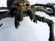 LORD OF THE RING - SEIGNEUR DES ANNEAUX - TOY BIZ - FIGURINE ARAIGNEE - SHELOB 2004 - Le Seigneur Des Anneaux