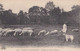Woluwe-St-Pierre - Paysage Au Parc De Woluwe - Moutons - Circulé N 1918 - Belle Animation - TBE - St-Pieters-Woluwe - Woluwe-St-Pierre