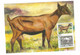 Czech Republic 2020 - Domestic Czech Browen Goat, Cartes Maximum With Special Cupon With Stamp - Farm