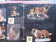 Delcampe - SCRAPS_MAP25 COLLECTION Anno 1880 à 1900 Litho Prints (count Yourself ) Die-cuts Anthropomorph Dogs Hunden Chien - Animals