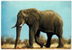 Motiv, Tiere, Elefant - Éléphants