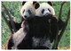 (X 14 A) Postcard Posted From China To Australia (with Many Stamps) Panda - Oblitérés